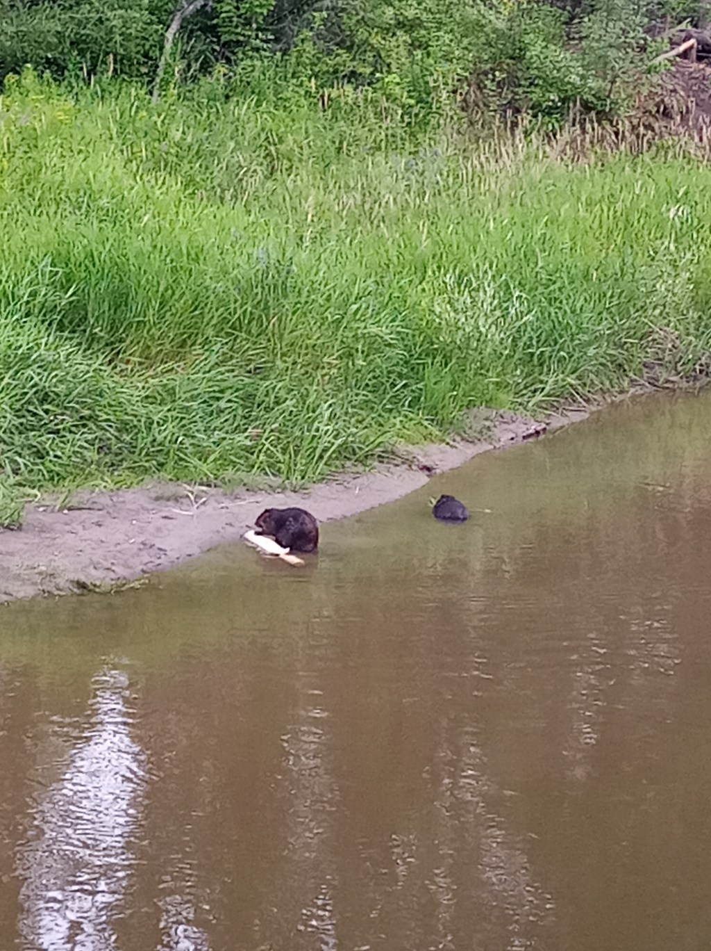 Learning From Beavers